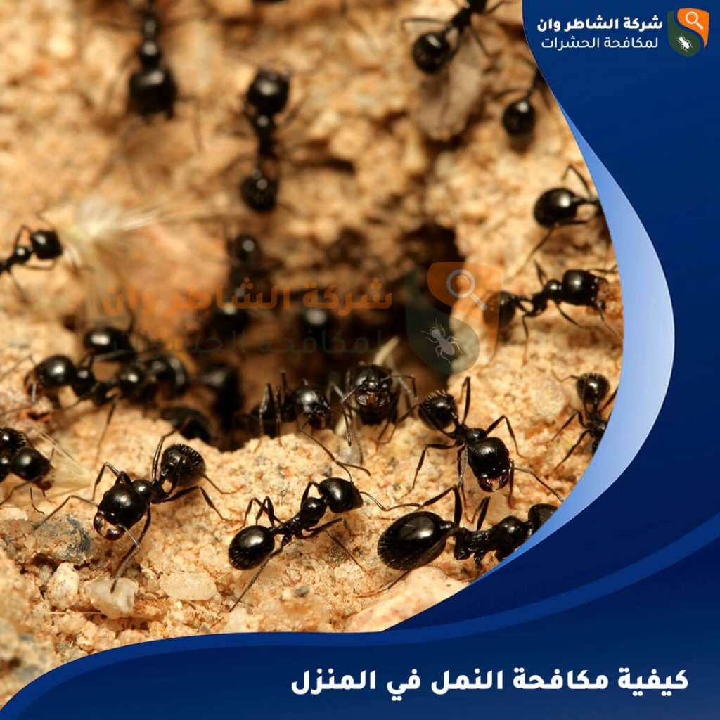  كيفية مكافحة النمل في المنزل