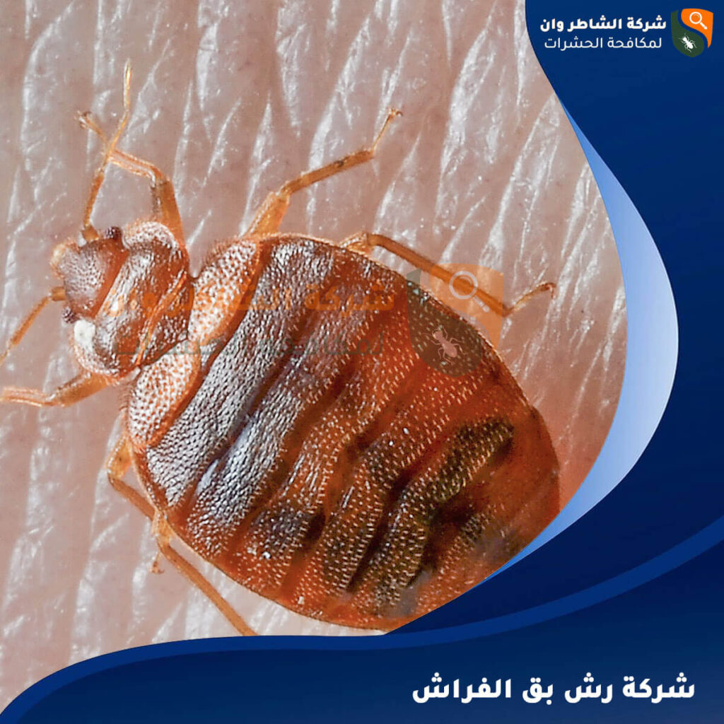 شركة رش بق الفراش