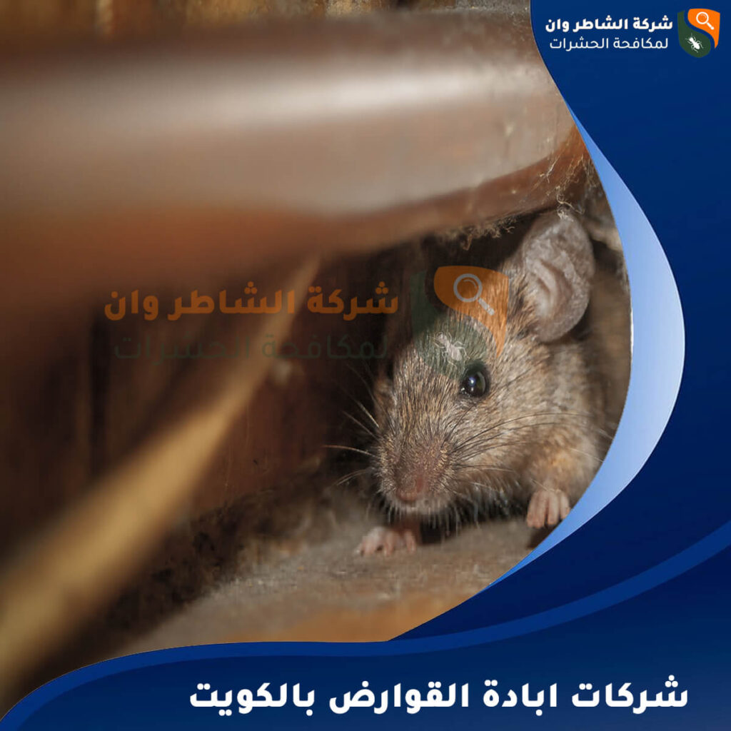 شركات ابادة القوارض بالكويت