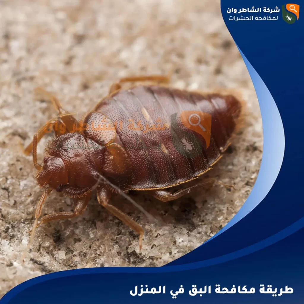طريقة مكافحة البق في المنزل