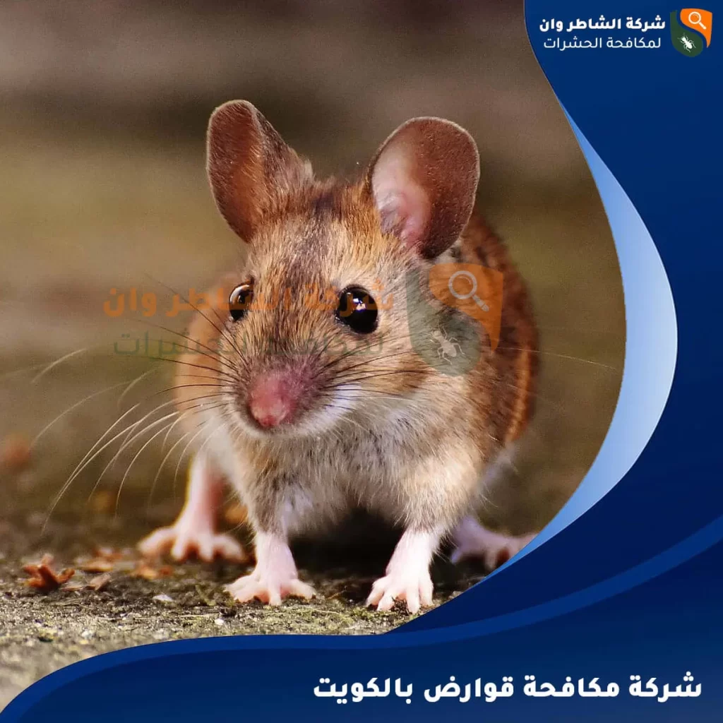 شركة مكافحة قوارض الكويت