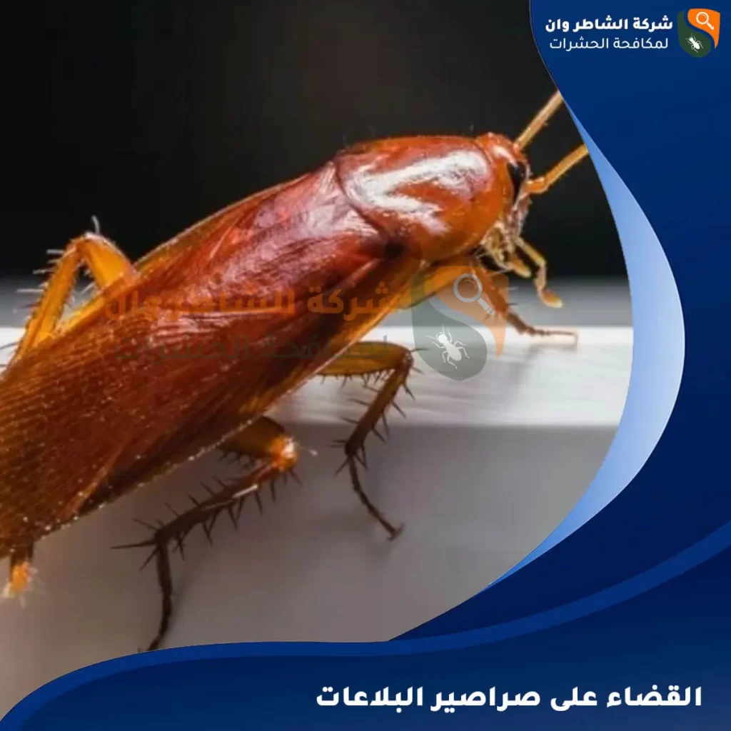 القضاء على صراصير البلاعات