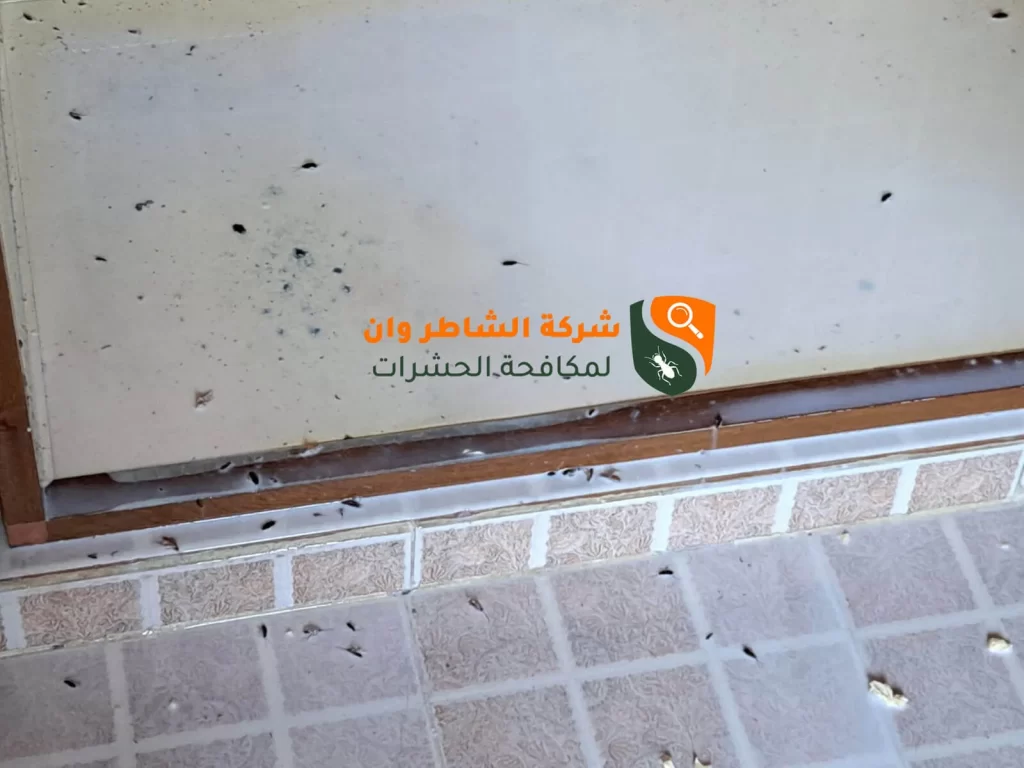 حشرات