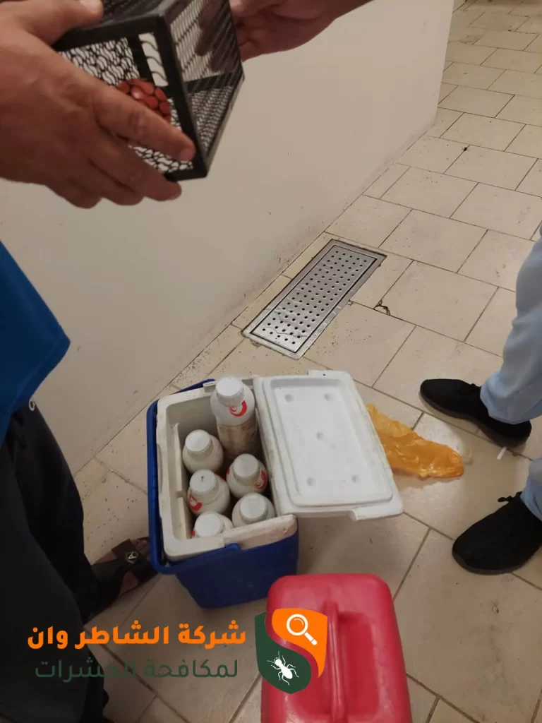 رش حشرات