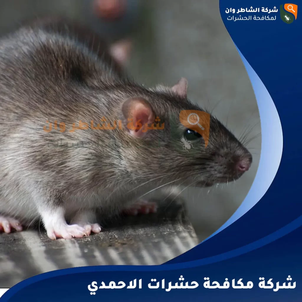 شركة مكافحة حشرات الاحمدي
